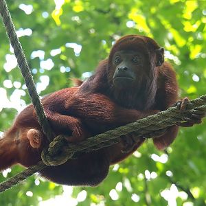 Venezuelan red howler (Alouatta seniculus seniculus), 2022-08-20