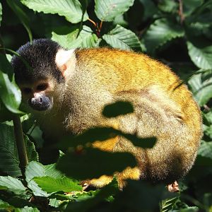 Bolivian squirrel monkey (Saimiri boliviensis boliviensis), 2022-08-20