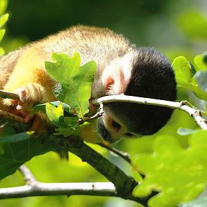Bolivian squirrel monkey (Saimiri boliviensis boliviensis), 2022-08-20