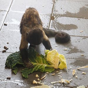 Yellow-breasted capuchin (Sapajus xanthosternos), 2022-08-20