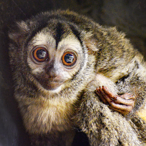 Apr. 2023 - Animals of the Night - Three-striped Night Monkey