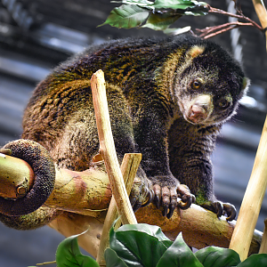 Apr. 2023 - Animals of the Night - Bear Cuscus