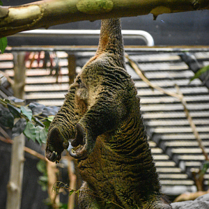 Apr. 2023 - Animals of the Night - Bear Cuscus