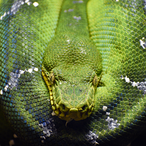 Apr. 2023 - Herpetarium - Green Tree Python