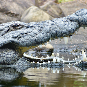 Apr. 2023 - Zambezi River Hippo Camp - Nile Crocodile