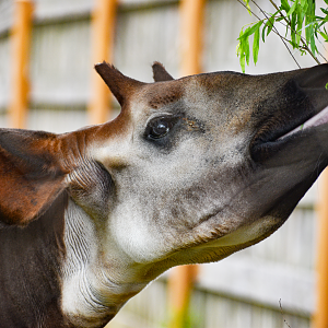Apr. 2023 - Zambezi River Hippo Camp - Okapi