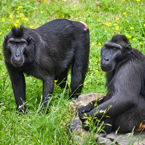 Apr. 2023 - CHINA - Sulawesi Crested Macaques