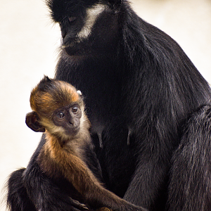Apr. 2023 - CHINA - Francois' Langurs