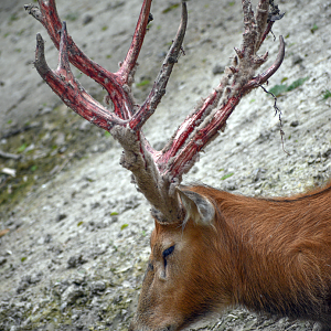 Apr. 2023 - CHINA - Pere David's Deer