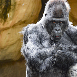 Apr. 2023 - Primate Canyon - Mwelu