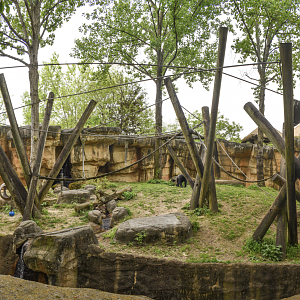 Apr. 2023 - Primate Canyon - Gorilla Exhibit Panorama