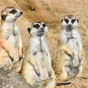 Apr. 2023 - Cat Country - Meerkats