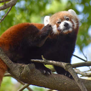 Apr. 2023 - Cat Country - Red Panda