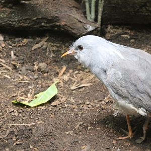 Kagu (Rhynochetos jubatus)