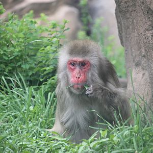 Japanese Macaque (Macaca fuscata)