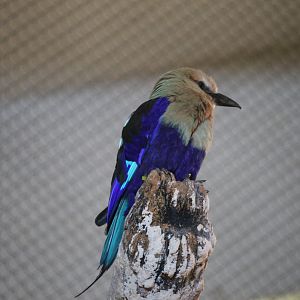 Blue-bellied Roller (Coracias cyanogaster)