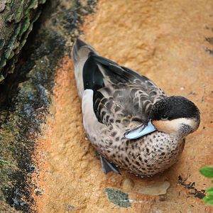 Blue-billed Teal (Spatula hottentota)