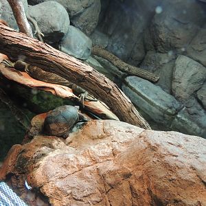caimen lizard and unknown turtle