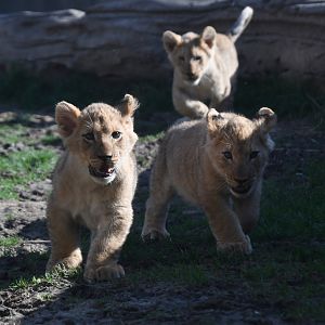 3 month old male lion cubs during outdoor debut