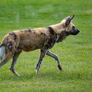 African Wild Dog