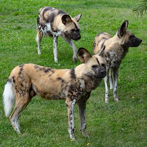 African Wild Dog