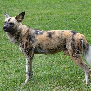 African Wild Dog