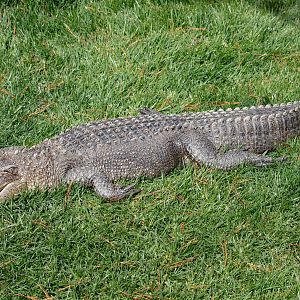 American Alligator