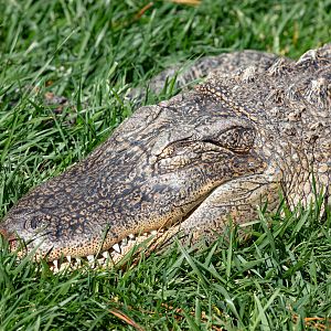 American Alligator