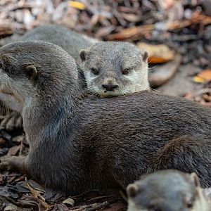 Asian Small-clawed Otter