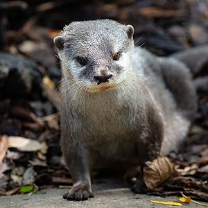 Asian Small-clawed Otter
