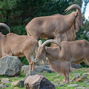Barbary Sheep