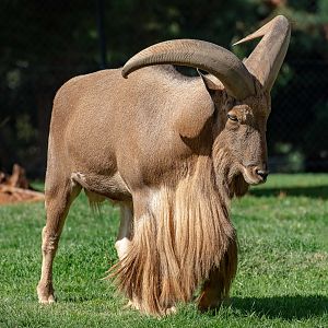 Barbary Sheep