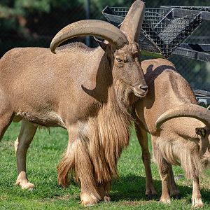 Barbary Sheep