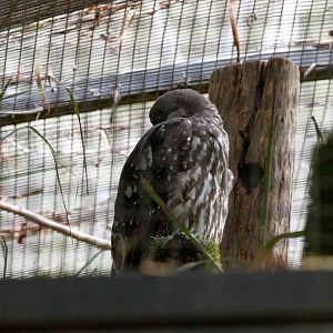 Barking Owl