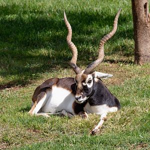 Blackbuck