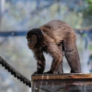 Brown Capuchin