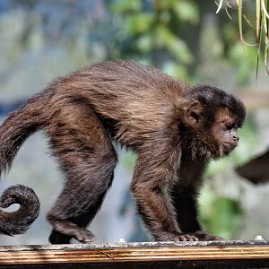 Brown Capuchin