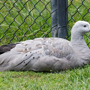 Cape Barren Goose