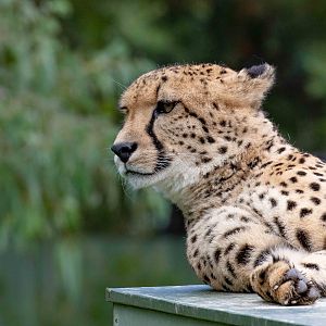 Cheetah