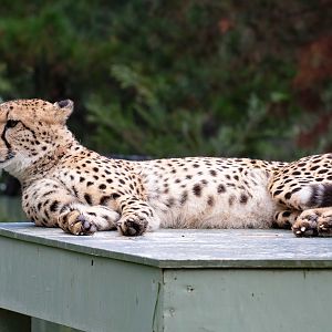 Cheetah
