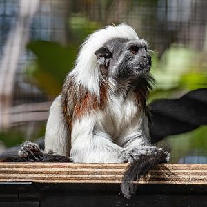 Cottontop Tamarin
