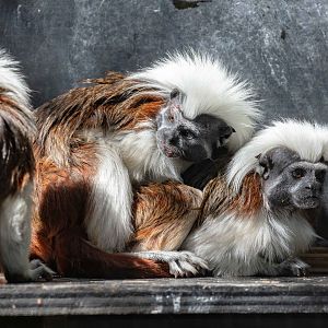Cottontop Tamarin