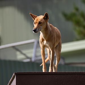 Dingo