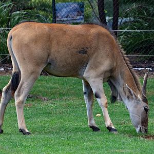 Eland