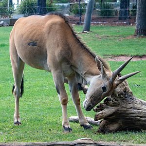Eland