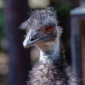 Emu
