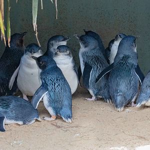 Blue Penguin