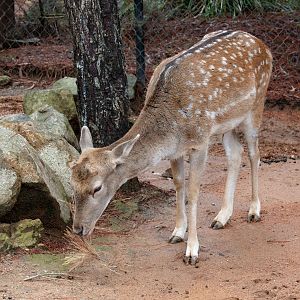 Fallow Deer