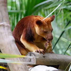 Goodfellow's Tree Kangaroo