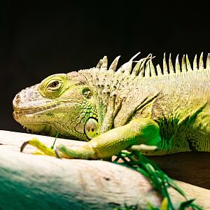 Green Iguana